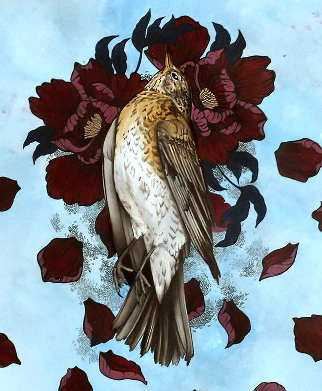 Flame Robin - Image 2