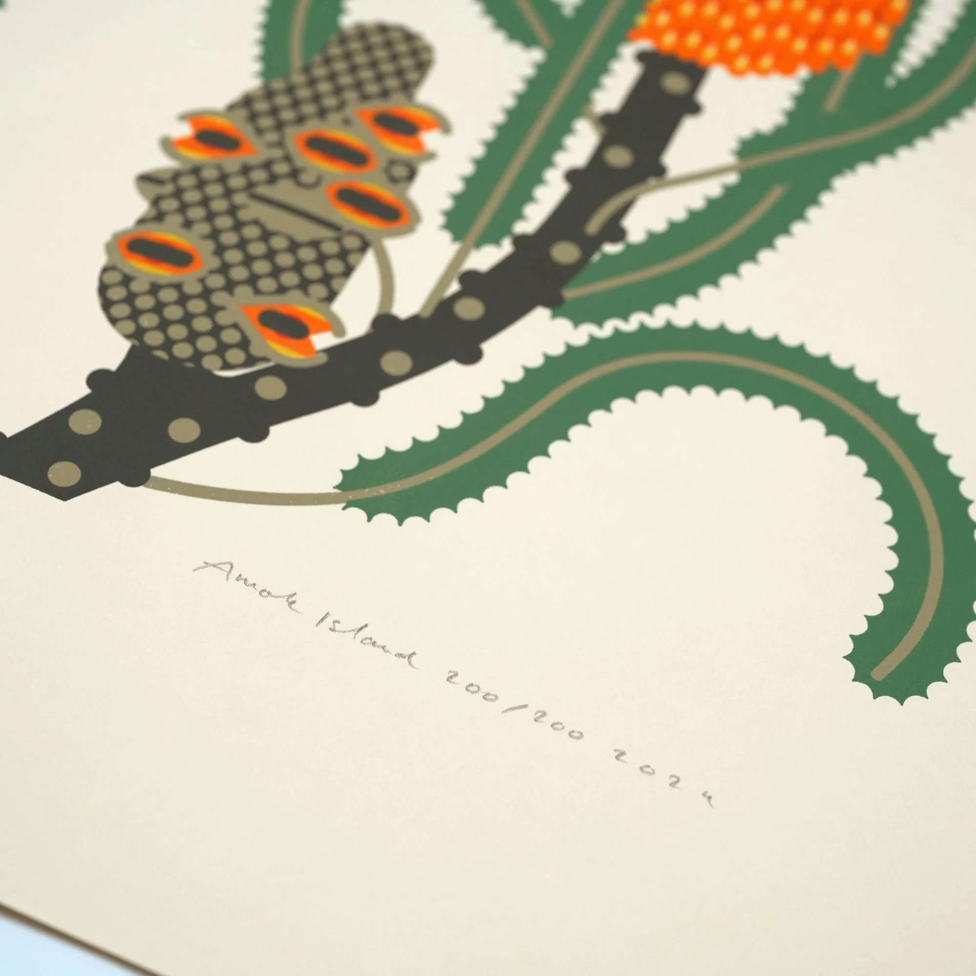 Banksia menziesii - Image 3