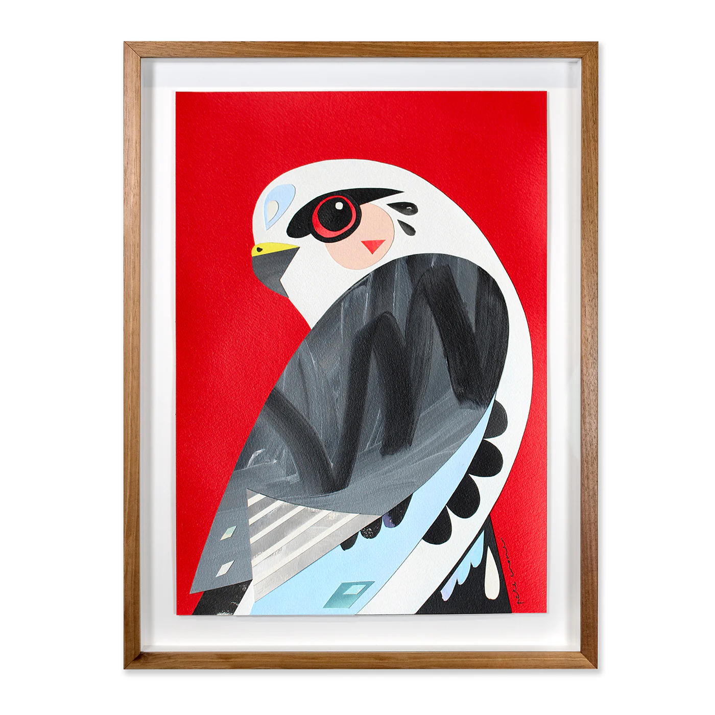 Black-shouldered Kite