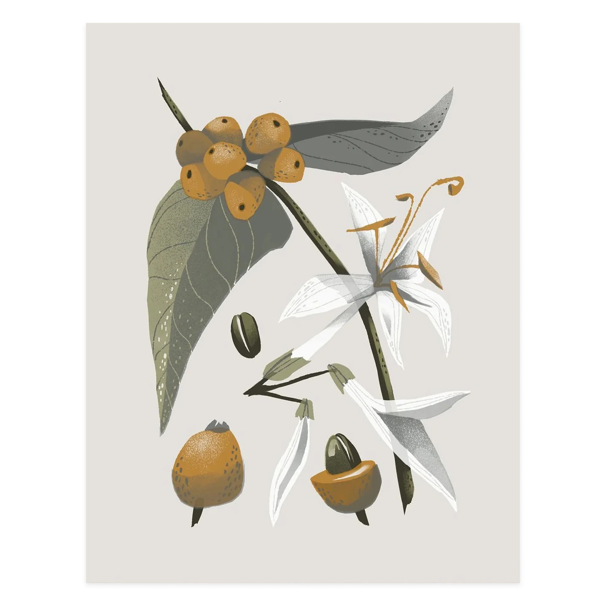Coffee Plant 1
