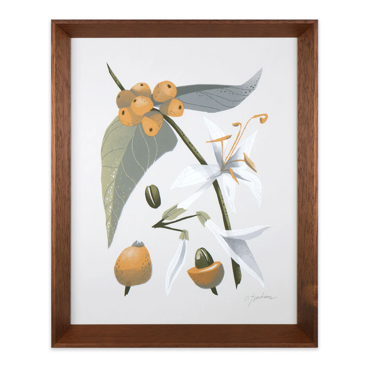 Coffee Plant 1 - Image 2