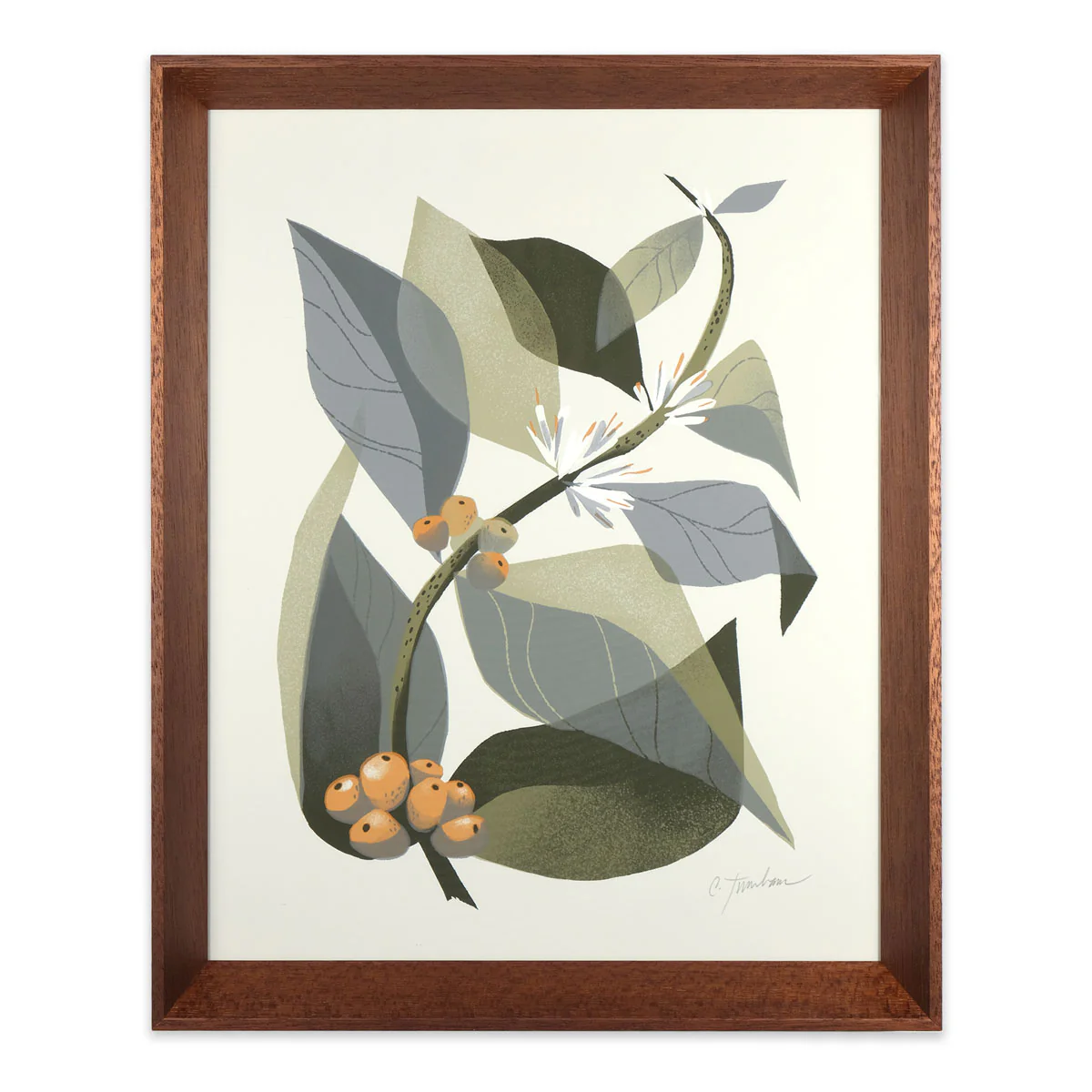 Coffee Plant 2 - Image 2