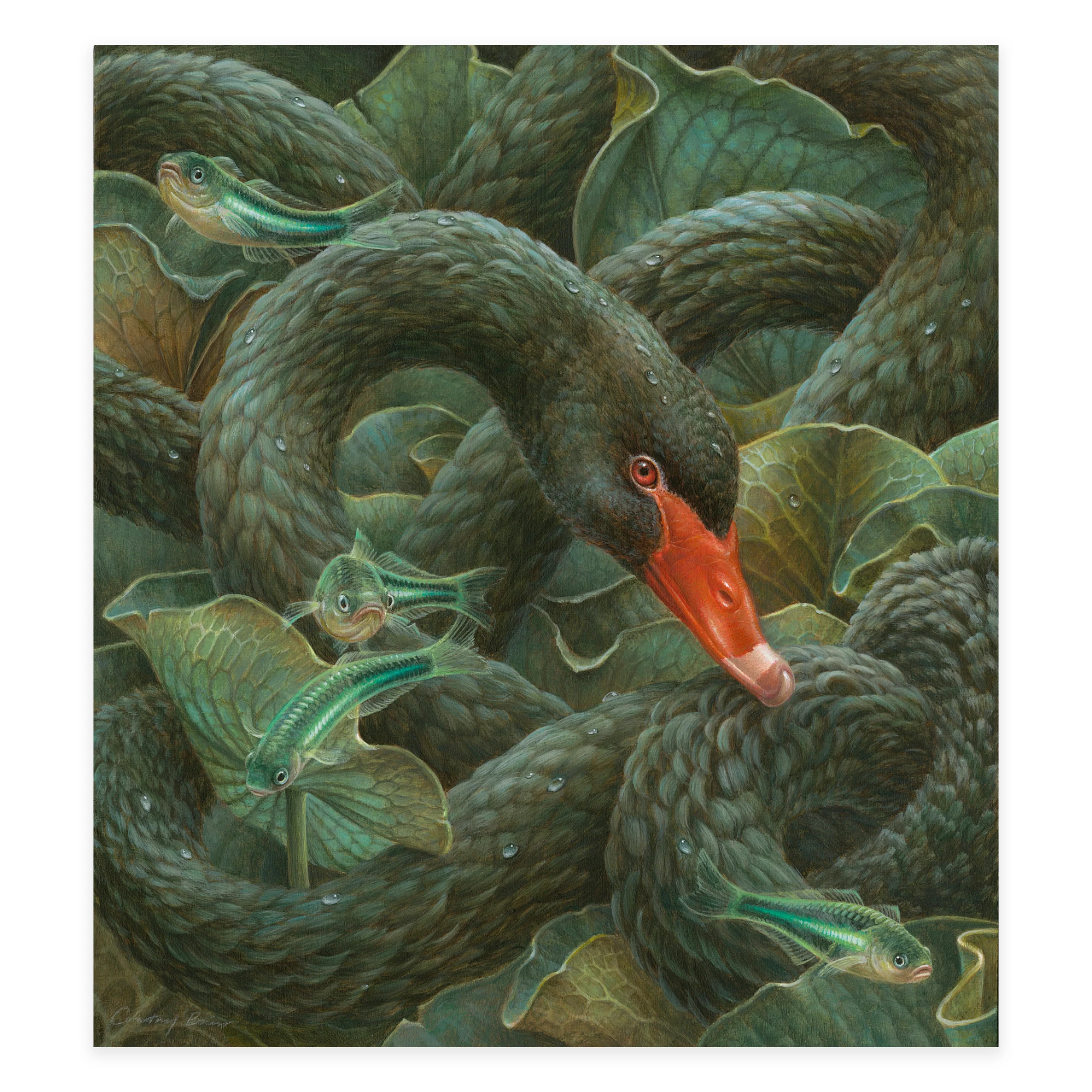 Scylla