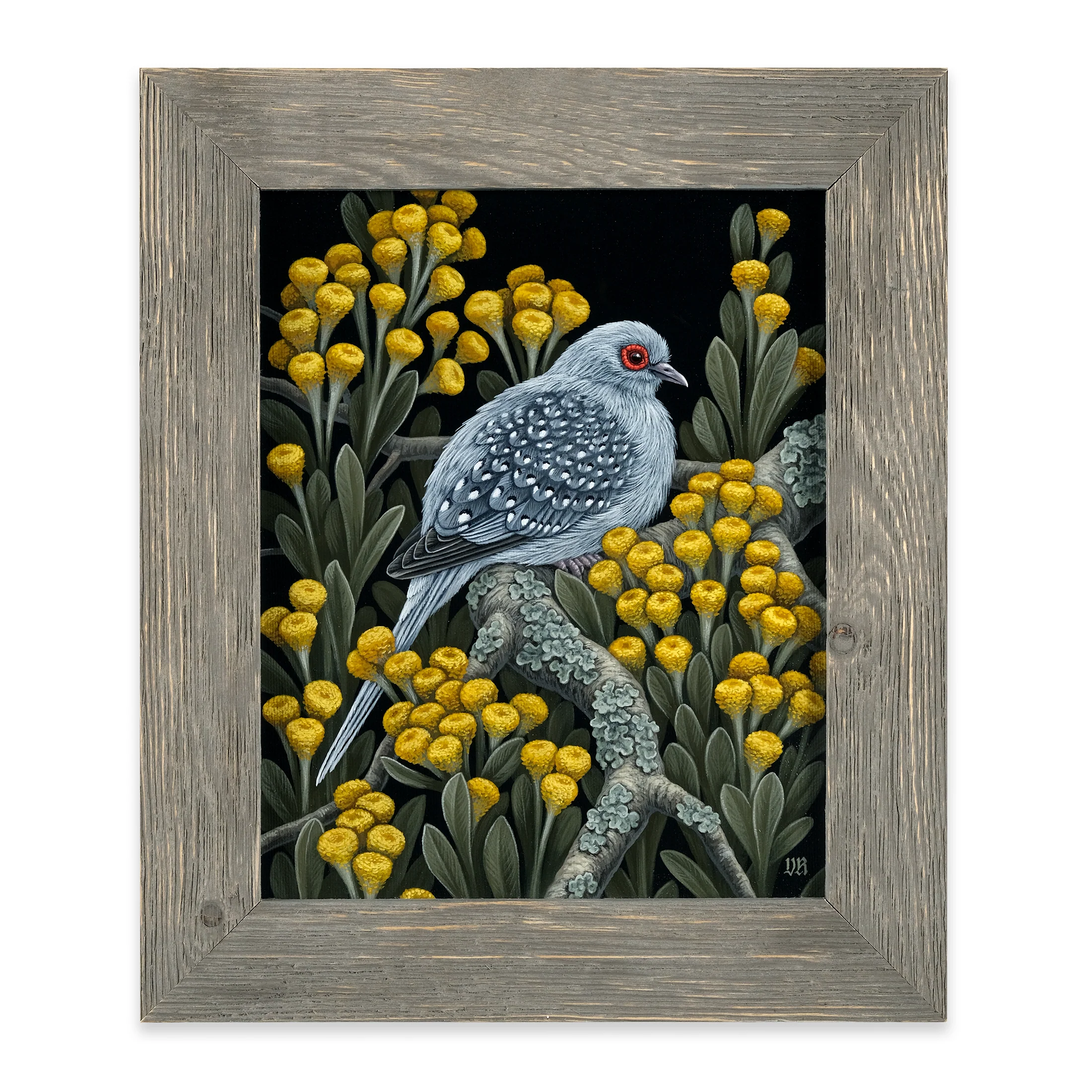 Diamond Dove