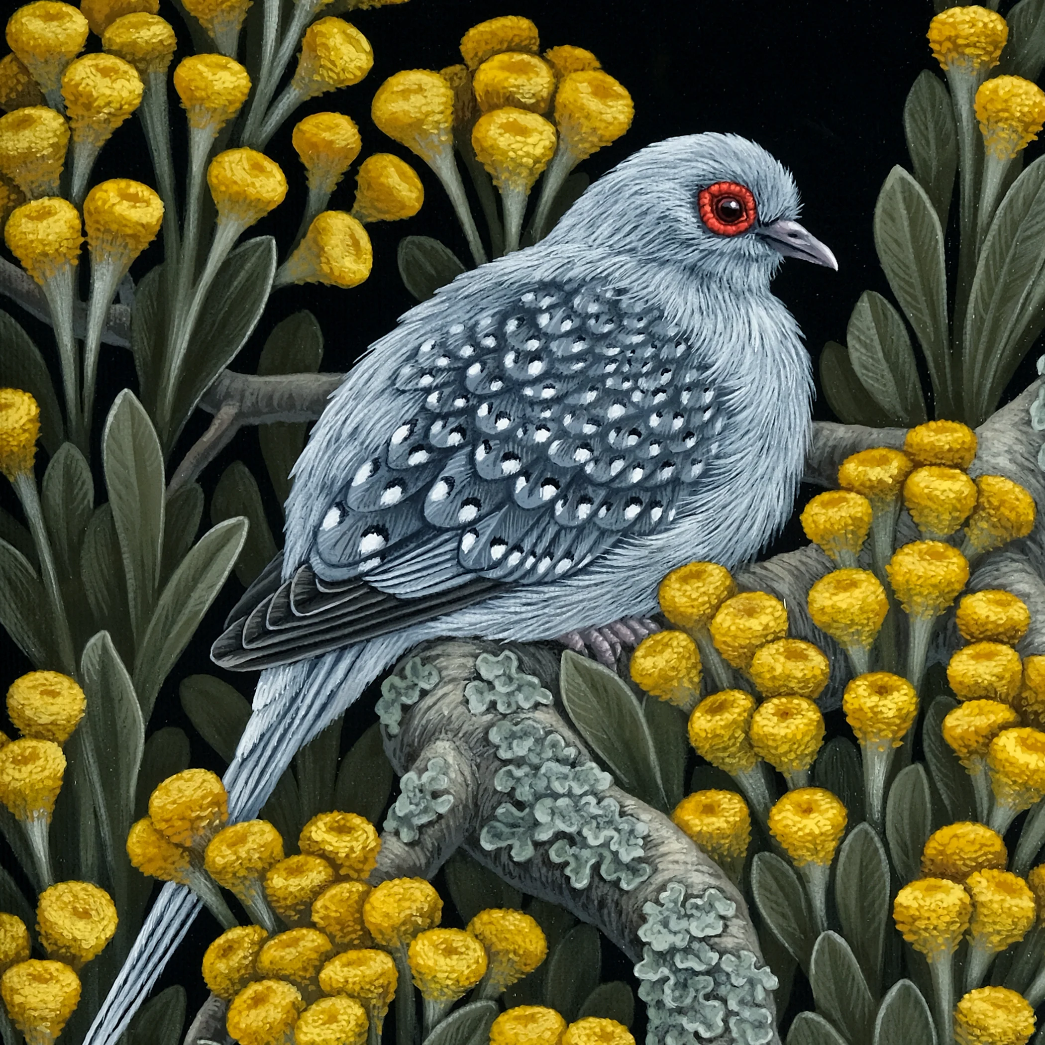 Diamond Dove - Image 3