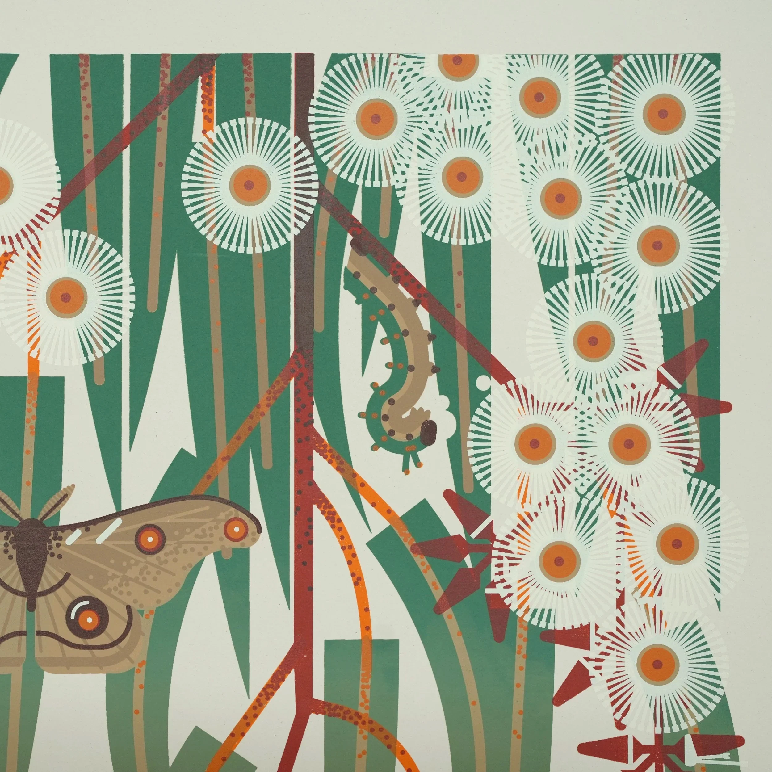 Eucalyptus Moth - Image 4