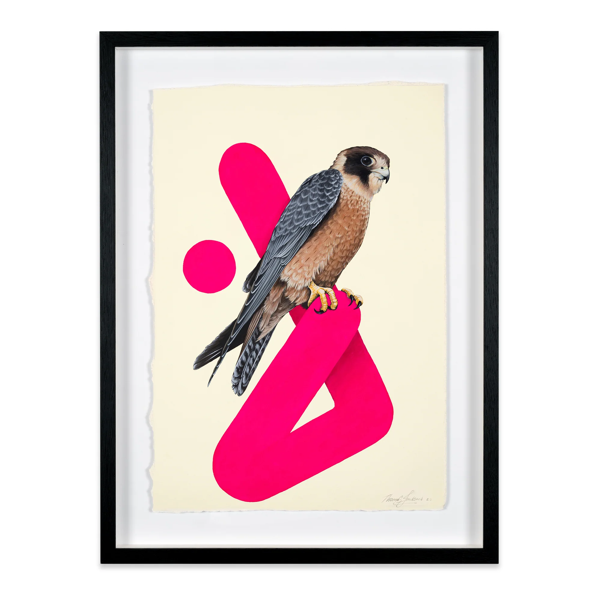 Falco longipennis - Australian Hobby