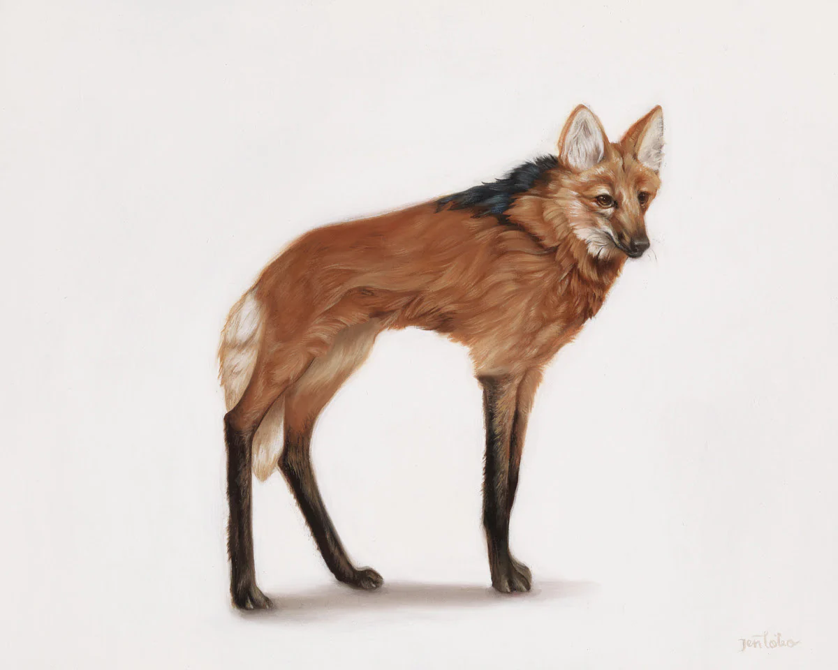 Maned Wolf