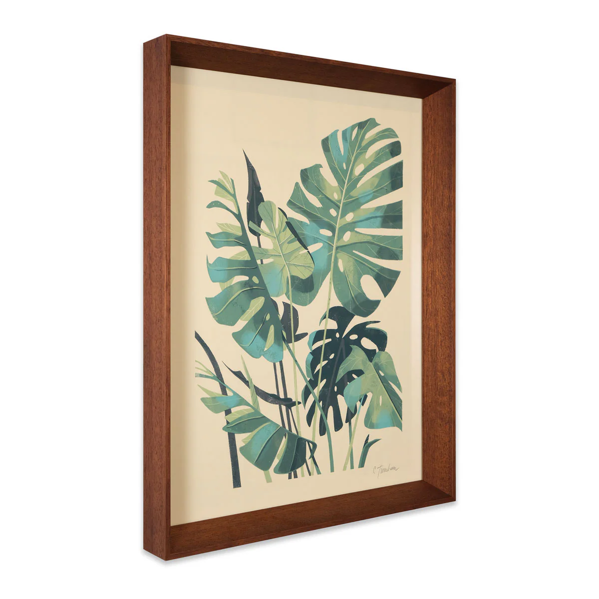 Monstera Deliciosa - Image 3