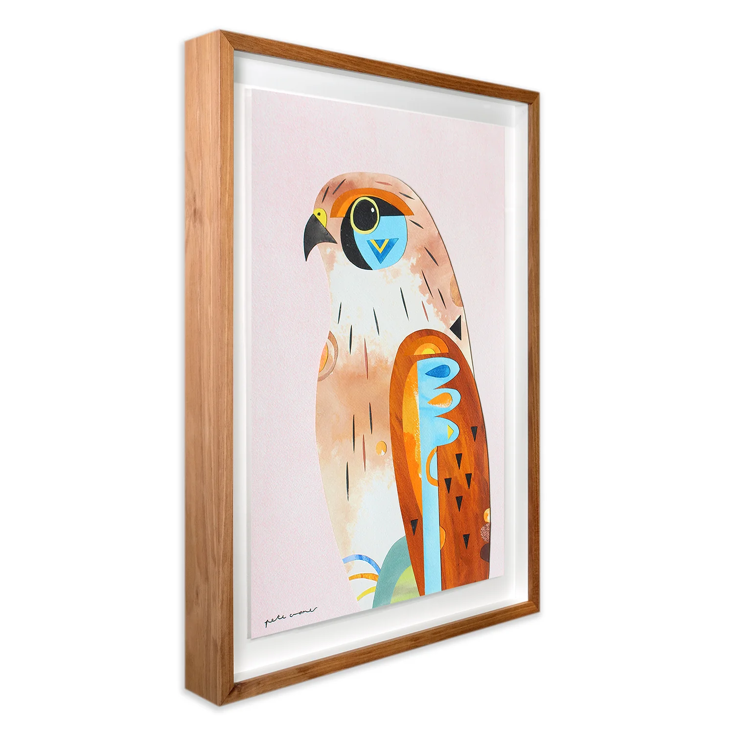 Nankeen Kestrel - Image 2