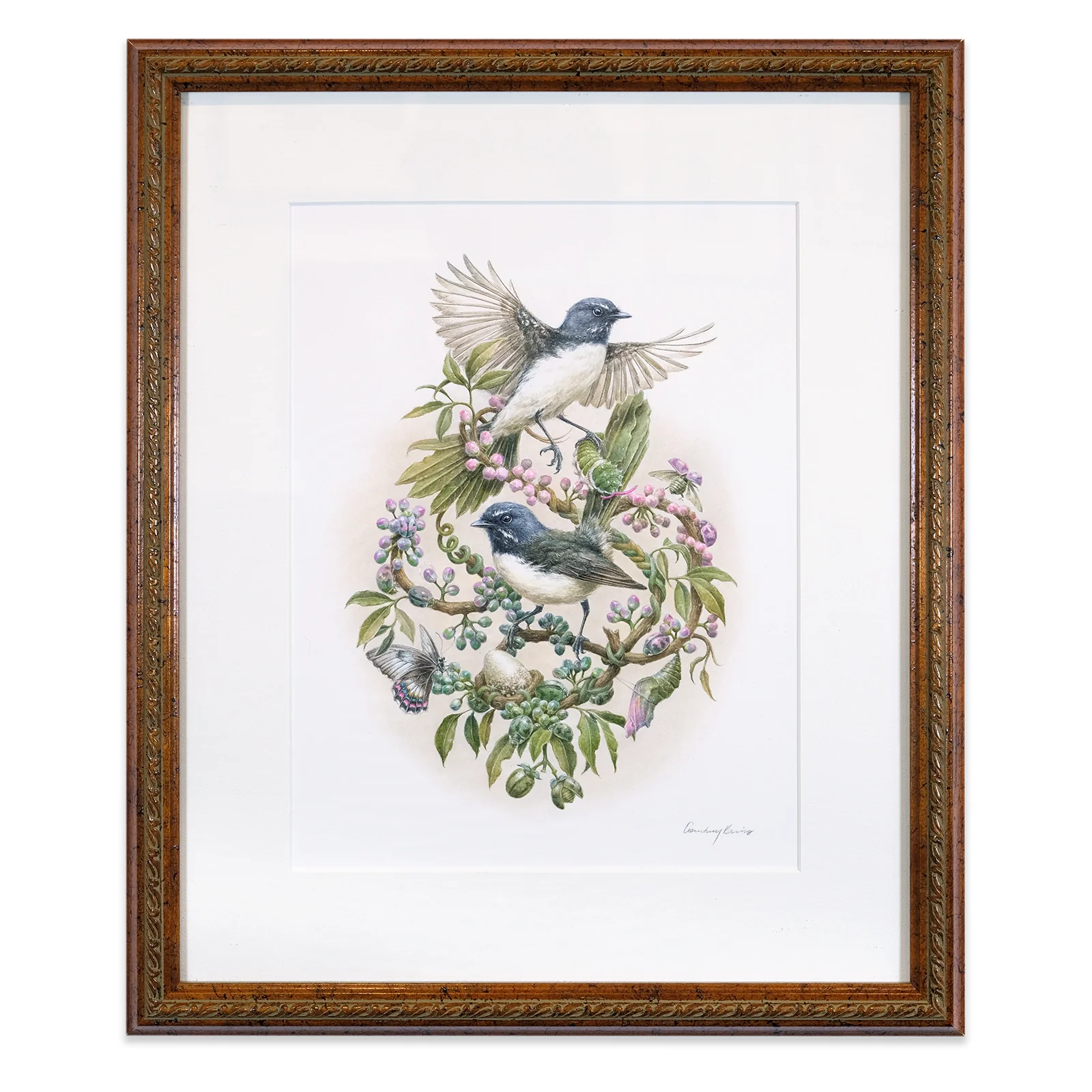 Night song of the Willie Wagtail