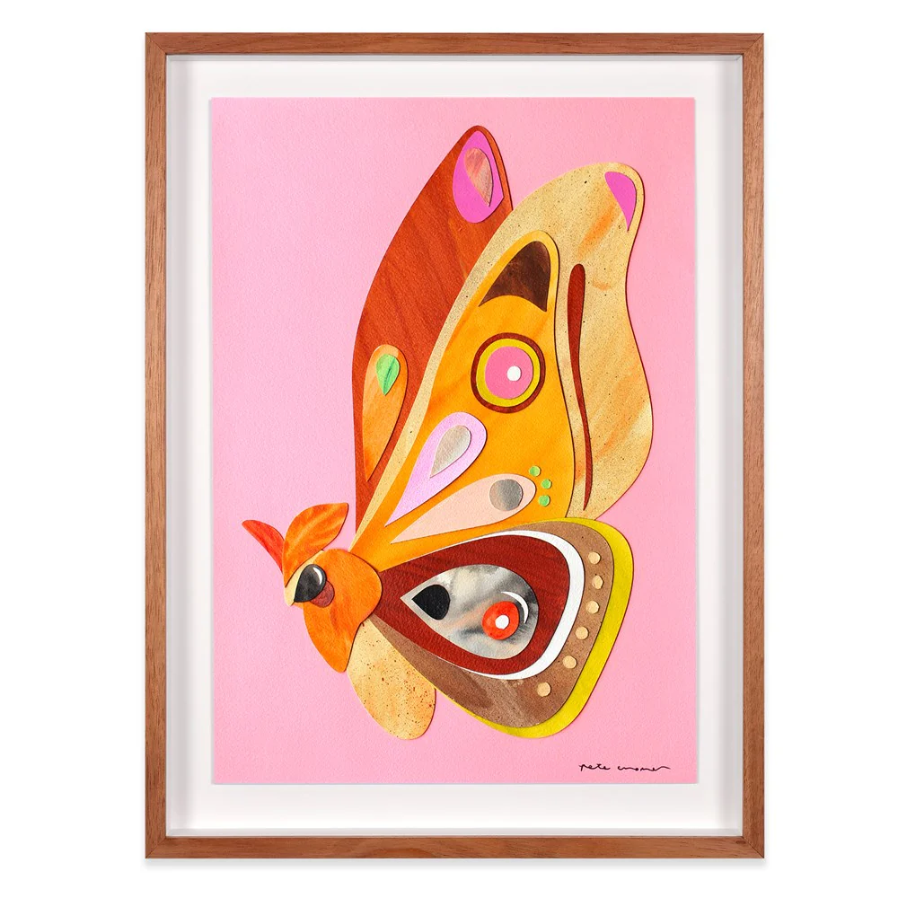 Emperor Gum Moth