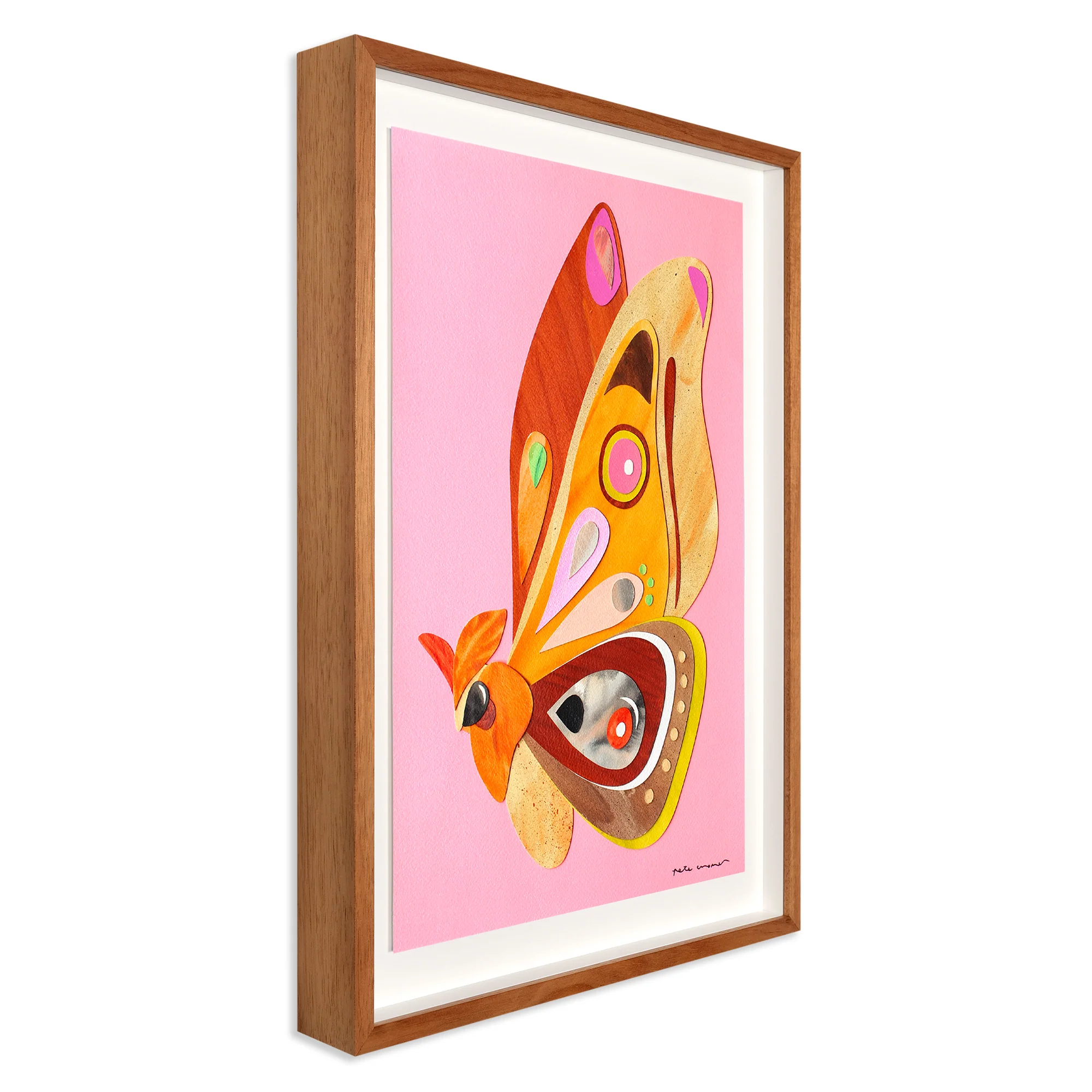 Emperor Gum Moth - Image 2