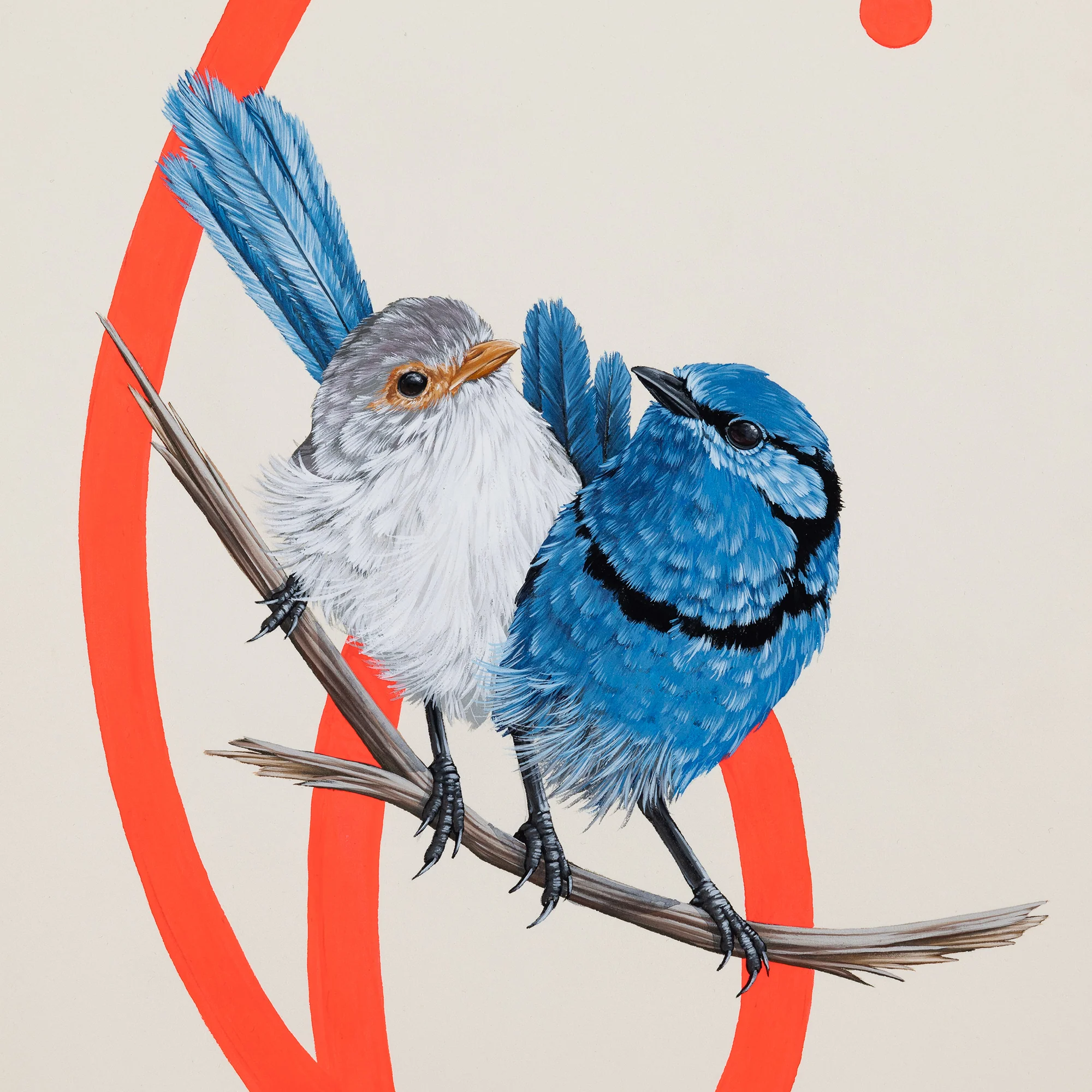 Splendid Fairy Wrens - Image 3