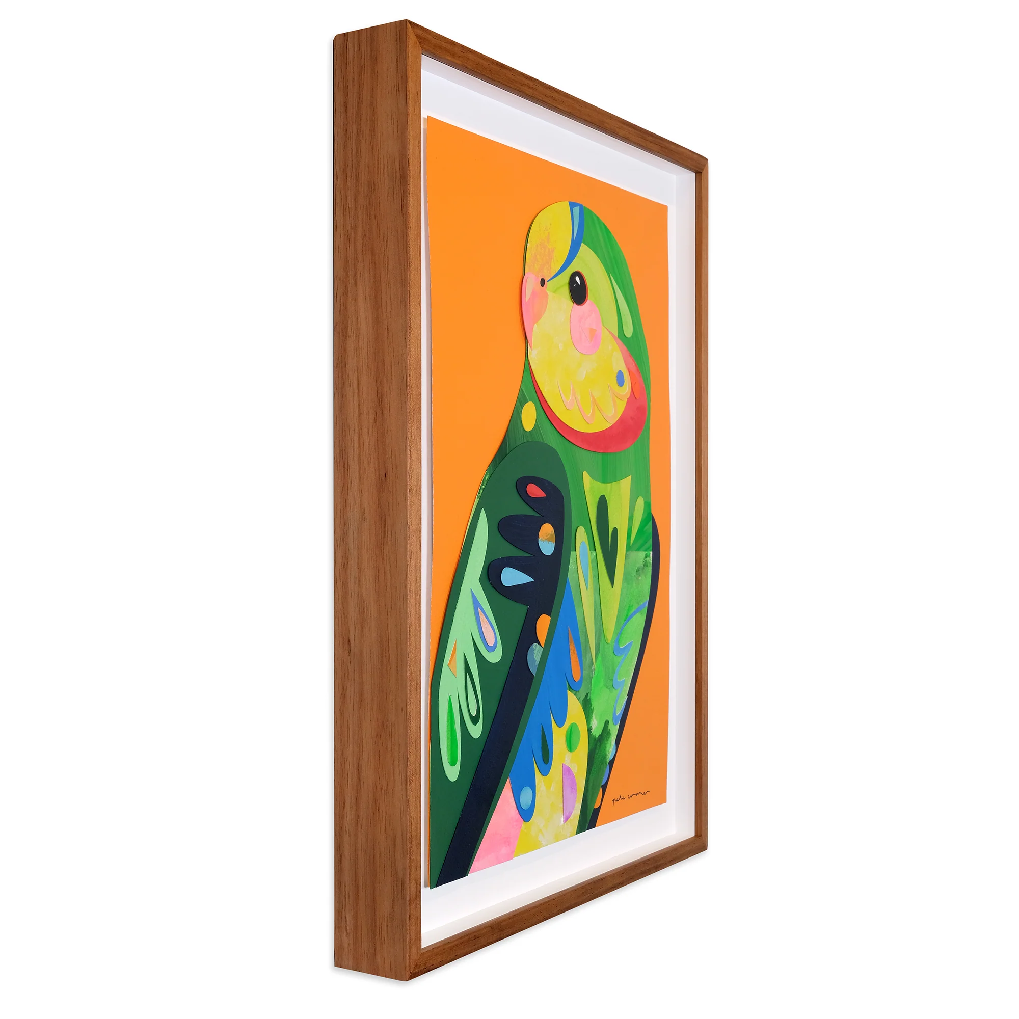 Superb Parrot - Image 2