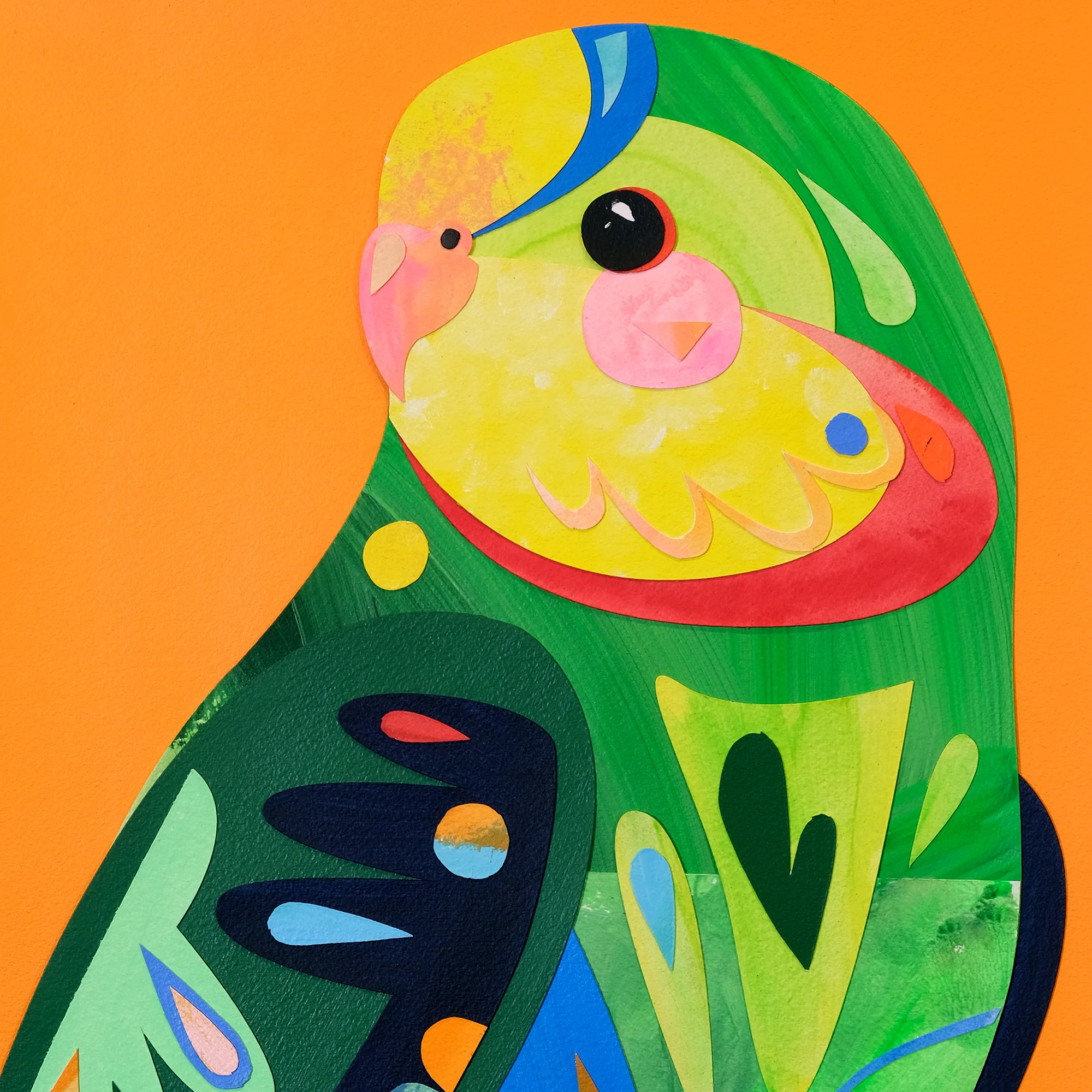 Superb Parrot - Image 3