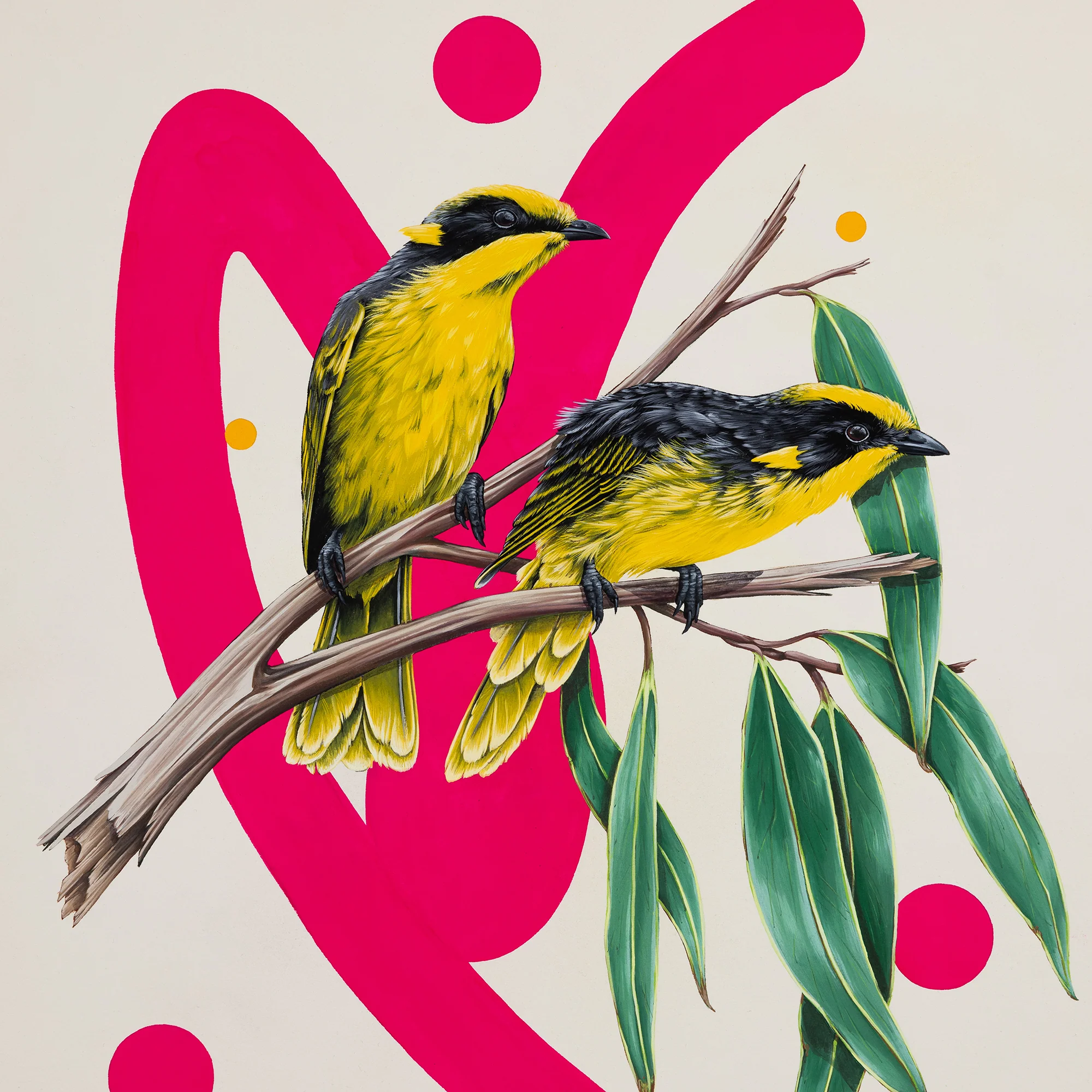 Yellow Tufted Honeyeater - Image 3
